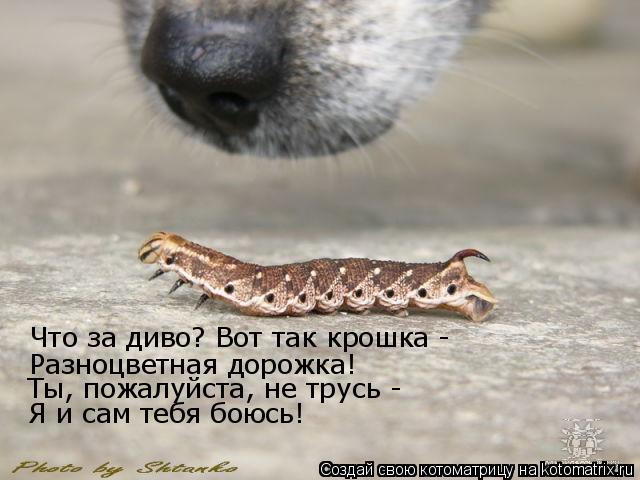 Что за диво? Вот так крошка - Разноцветная дорожка! Ты, пожалуйста, не трусь - Я и сам тебя боюсь!... Котоматрица: Что за диво? Вот так крошка - Разноцветная дорожка! Ты, пожалуйста, не трусь - Я и сам тебя боюсь!