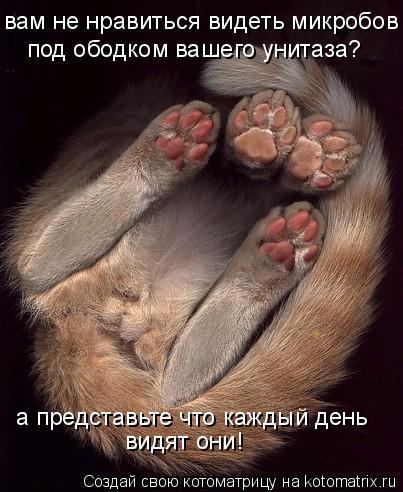 вам не нравиться видеть микробов под ободком вашего унитаза? а представьте что каждый день видят они!... Котоматрица: вам не нравиться видеть микробов под ободком вашего унитаза? а представьте что каждый день видят они!
