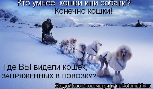 Котоматрица: Кто умнее  кошки или собаки?  Конечно кошки! Где ВЫ видели кошек,  ЗАПРЯЖЕННЫХ В ПОВОЗКУ?
