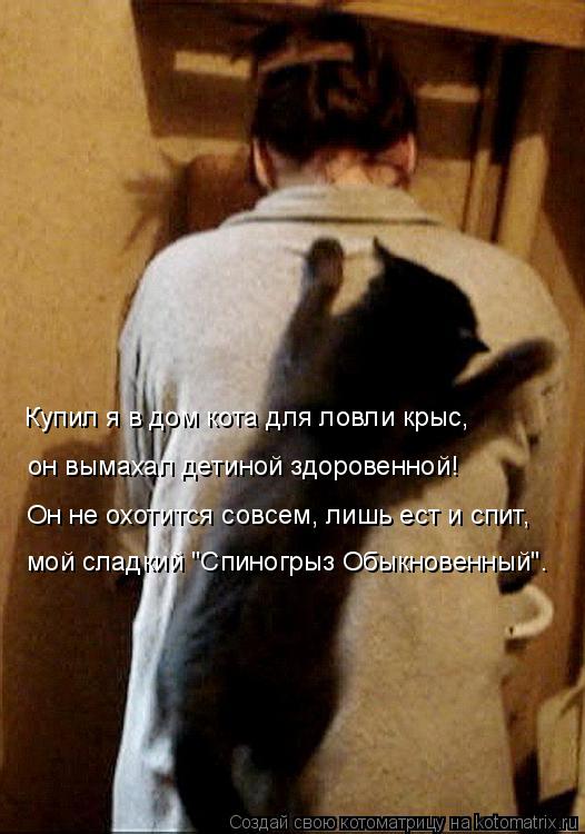 Купил я в дом кота для ловли крыс, он вымахал детиной здоровенной! Он не охотится совсем, лишь ест и ... Котоматрица: Купил я в дом кота для ловли крыс, он вымахал детиной здоровенной! Он не охотится совсем, лишь ест и спит, мой сладкий "Спиногрыз Обыкновенны