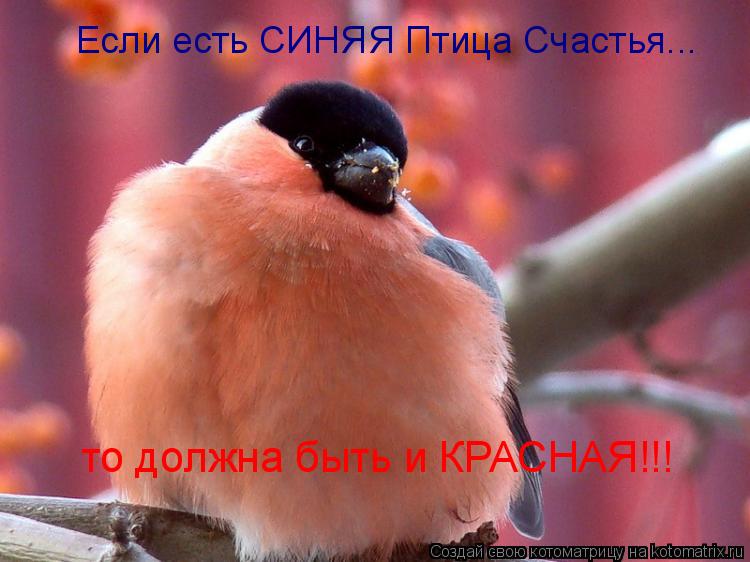 Если есть СИНЯЯ Птица Счастья... то должна быть и КРАСНАЯ!!!... Котоматрица: Если есть СИНЯЯ Птица Счастья... то должна быть и КРАСНАЯ!!!