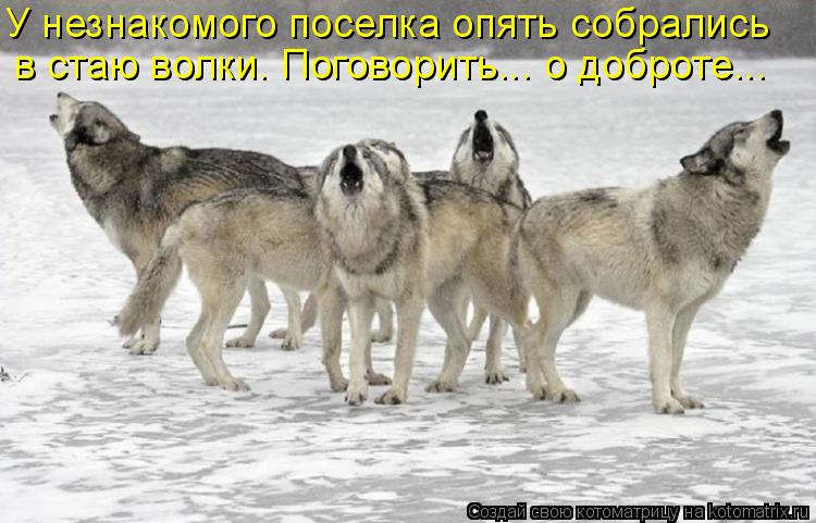 У незнакомого поселка опять собрались в стаю волки. Поговорить... о доброте...... Котоматрица: У незнакомого поселка опять собрались в стаю волки. Поговорить... о доброте...