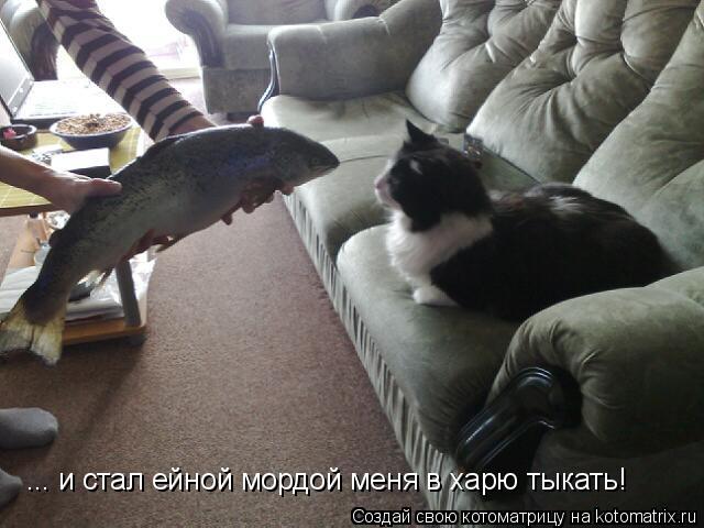 ... и стал ейной мордой меня в харю тыкать!... Котоматрица: ... и стал ейной мордой меня в харю тыкать!