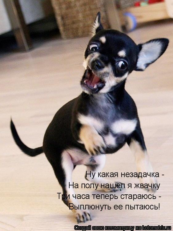 Ну какая незадачка - На полу нашел я жвачку Три часа теперь стараюсь - Выплюнуть ее пытаюсь!... Котоматрица: Ну какая незадачка - На полу нашел я жвачку Три часа теперь стараюсь - Выплюнуть ее пытаюсь!