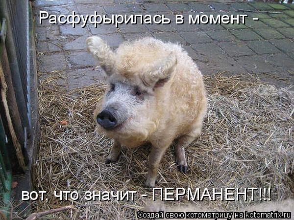 вот, что значит - ПЕРМАНЕНТ!!! Расфуфырилась в момент -... Котоматрица: вот, что значит - ПЕРМАНЕНТ!!! Расфуфырилась в момент -