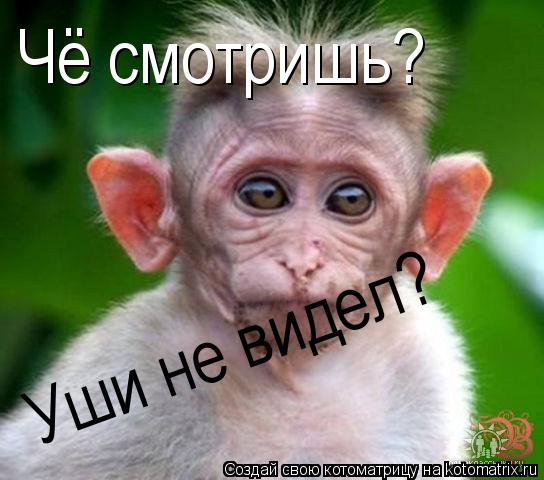 Котоматрица: Чё смотришь?  Уши не видел? Уши не видел?