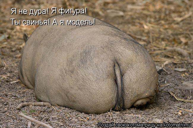 Я не дура! Я фигура! Ты свинья! А я модель!... Котоматрица: Я не дура! Я фигура! Ты свинья! А я модель!