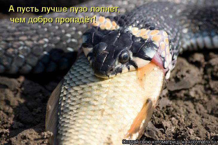 Котоматрица: А пусть лучше пузо лопнет, чем добро пропадёт!
