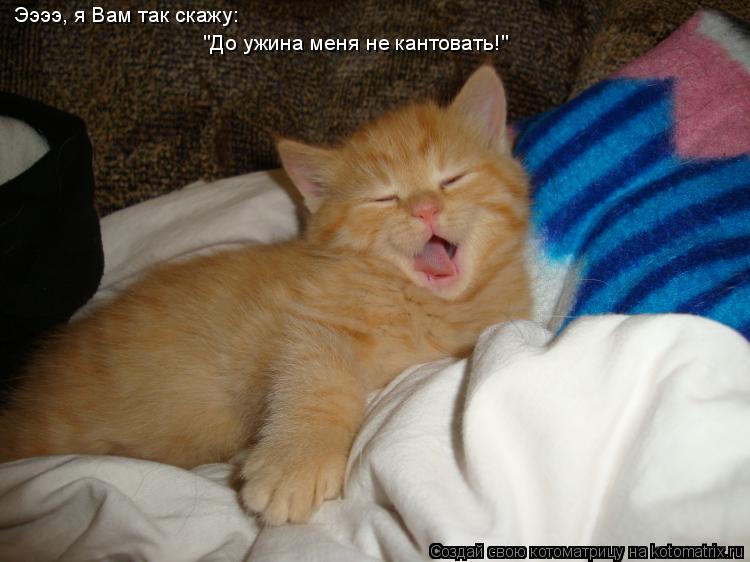 Ээээ, я Вам так скажу: "До ужина меня не кантовать!"... Котоматрица: Ээээ, я Вам так скажу: "До ужина меня не кантовать!"