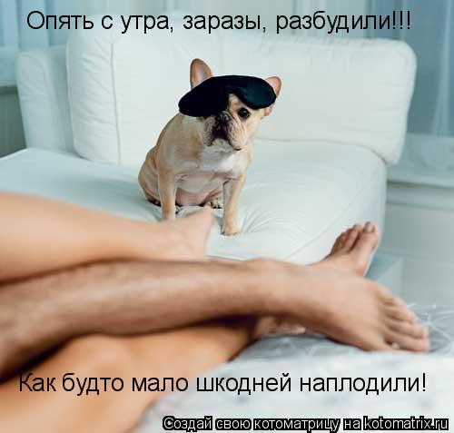 Как будто мало шкодней наплодили! Опять с утра, заразы, разбудили!!!... Котоматрица: Как будто мало шкодней наплодили! Опять с утра, заразы, разбудили!!!