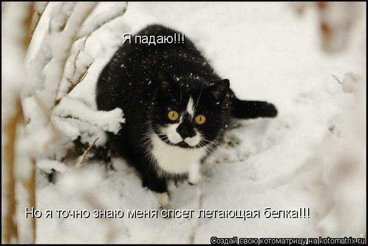Я падаю!!! Но я точно знаю меня спсет летающая белка!!!... Котоматрица: Я падаю!!! Но я точно знаю меня спсет летающая белка!!!