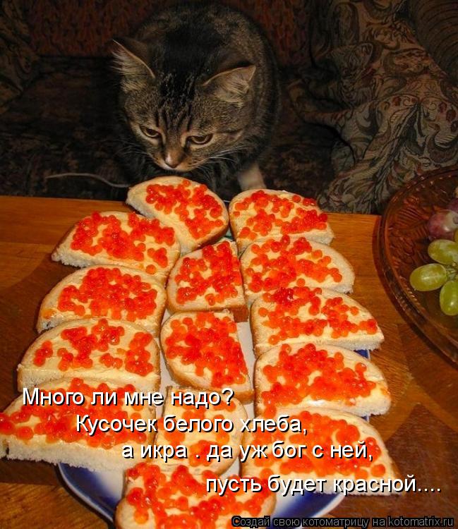 Много ли мне надо? Кусочек белого хлеба, а икра – да уж бог с ней, пусть будет красной....... Котоматрица: Много ли мне надо? Кусочек белого хлеба, а икра – да уж бог с ней, пусть будет красной....