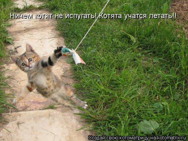 Ничем котят не испугать! Котята учатся летать!!... Котоматрица: Ничем котят не испугать! Котята учатся летать!!