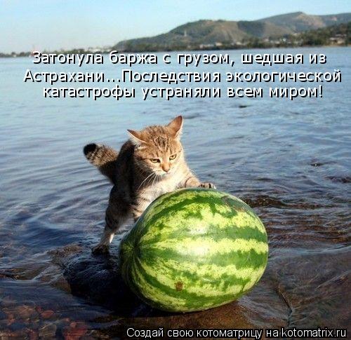 Затонула баржа с грузом, шедшая из Астрахани...Последствия экологической катастрофы устраняли всем ми... Котоматрица: Затонула баржа с грузом, шедшая из Астрахани...Последствия экологической катастрофы устраняли всем миром!