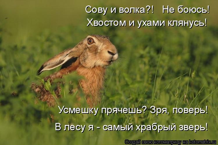 Сову и волка?! Не боюсь! Хвостом и ухами клянусь! Усмешку прячешь? Зря, поверь! В лесу я - самый... Котоматрица: Сову и волка?! Не боюсь! Хвостом и ухами клянусь! Усмешку прячешь? Зря, поверь! В лесу я - самый храбрый зверь!