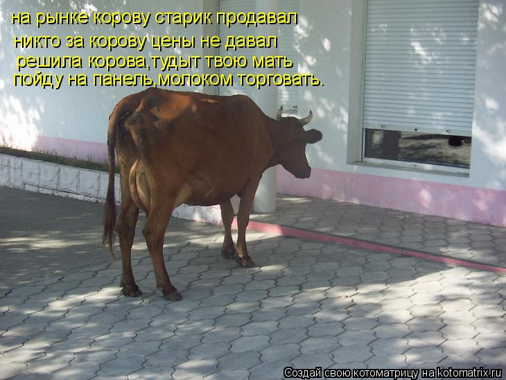 на рынке корову старик продавал никто за корову цены не давал решила корова,тудыт твою мать пойду на ... Котоматрица: на рынке корову старик продавал никто за корову цены не давал решила корова,тудыт твою мать пойду на панель,молоком торговать.