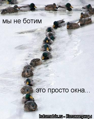 Котоматрица: мы не ботим это просто окна...
