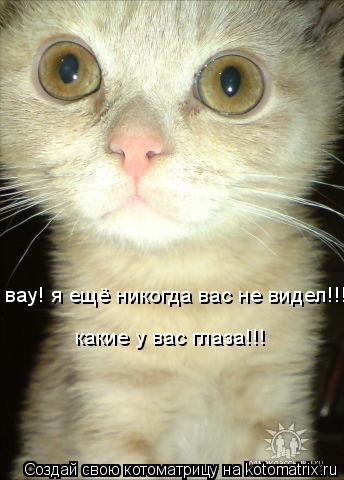 Котоматрица: вау! я ещё никогда вас не видел!!!  какие у вас глаза!!!