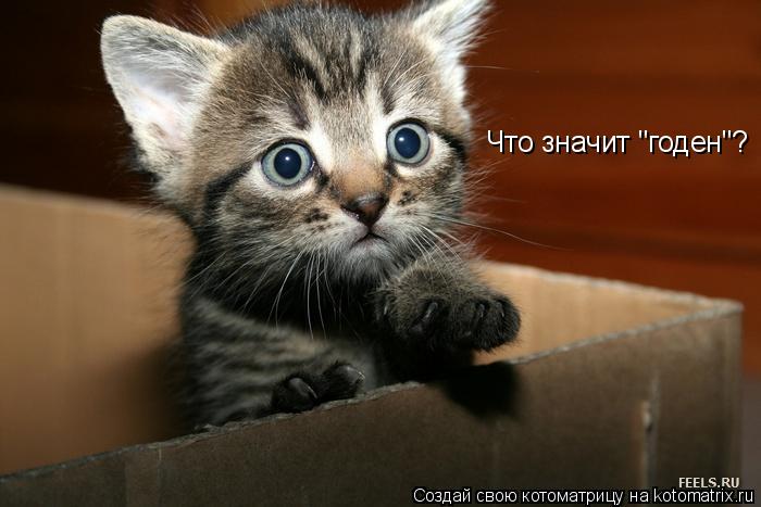 Что значит "годен"?... Котоматрица: Что значит "годен"?