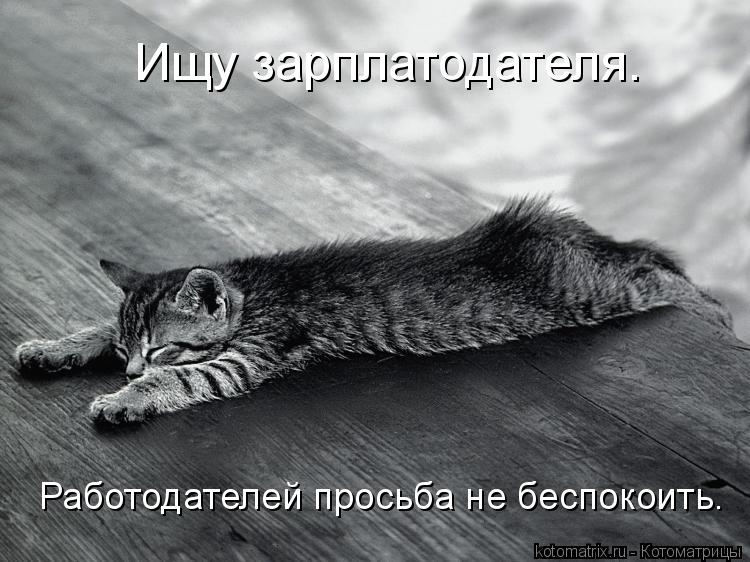 Ищу зарплатодателя. Работодателей просьба не беспокоить.... Котоматрица: Ищу зарплатодателя. Работодателей просьба не беспокоить.