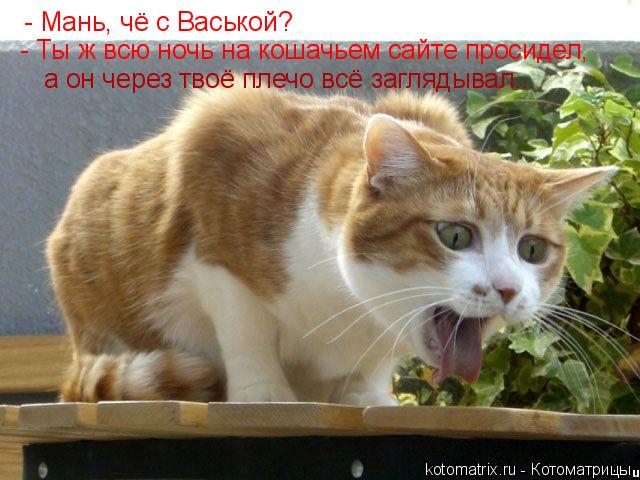 - Мань, чё с Васькой? - Ты ж всю ночь на кошачьем сайте просидел, а он через твоё плечо всё заглядыва... Котоматрица: - Мань, чё с Васькой? - Ты ж всю ночь на кошачьем сайте просидел, а он через твоё плечо всё заглядывал...