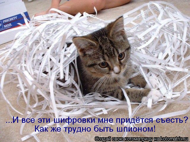 Как же трудно быть шпионом! ...И все эти шифровки мне придётся съесть?... Котоматрица: Как же трудно быть шпионом! ...И все эти шифровки мне придётся съесть?