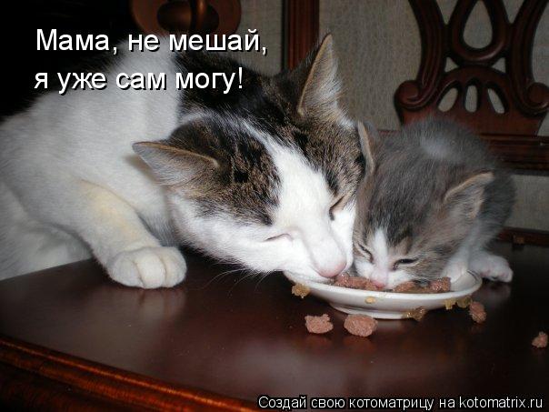 Котоматрица: Мама, не мешай,  я уже сам могу!