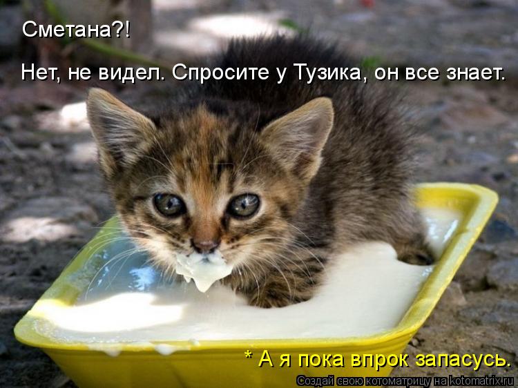 Котоматрица: Сметана?! Нет, не видел. Спросите у Тузика, он все знает. * А я пока впрок запасусь.