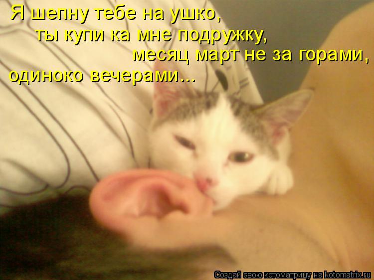 Я шепну тебе на ушко, ты купи ка мне подружку, месяц март не за горами, одиноко вечерами...... Котоматрица: Я шепну тебе на ушко, ты купи ка мне подружку, месяц март не за горами, одиноко вечерами...