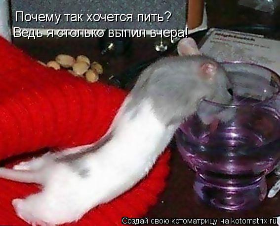 Почему так хочется пить? Ведь я столько выпил вчера!... Котоматрица: Почему так хочется пить? Ведь я столько выпил вчера!