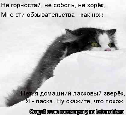 Котоматрица: Не горностай, не соболь, не хорёк, Нет, я домашний ласковый зверёк, Я - ласка. Ну скажите, что похож. Мне эти обзывательства - как нож.