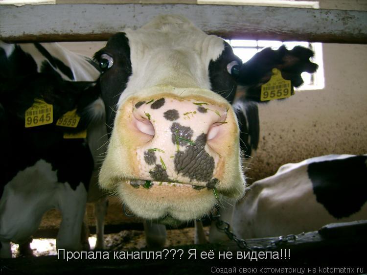 Котоматрица: Пропала канапля??? Я её не видела!!!