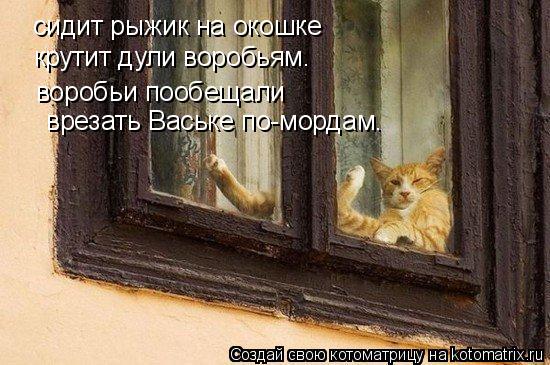 Котоматрица: сидит рыжик на окошке крутит дули воробьям. воробьи пообещали врезать Ваське по-мордам.