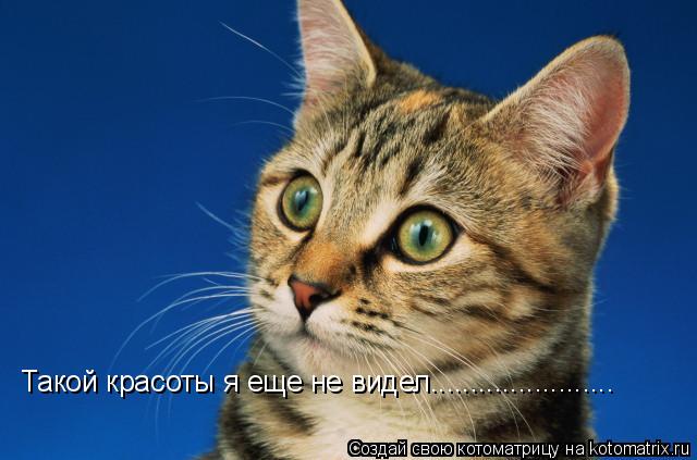 Котоматрица: Такой красоты я еще не видел....................... Такой красоты я еще не видел.......................