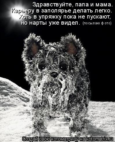Здравствуйте, папа и мама. Карьеру в заполярье делать легко. Хоть в упряжку пока не пускают, но нарты... Котоматрица: Здравствуйте, папа и мама. Карьеру в заполярье делать легко. Хоть в упряжку пока не пускают, но нарты уже видел. (посылаю фото)