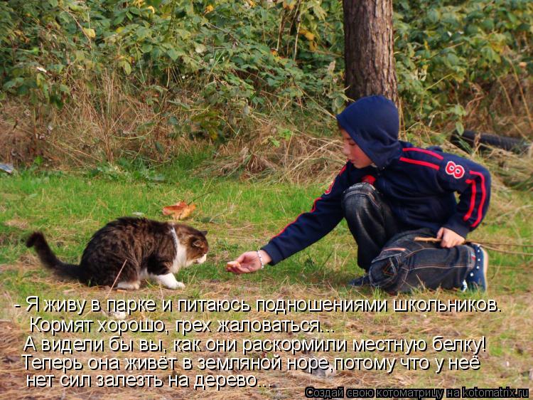 - Я живу в парке и питаюсь подношениями школьников. Кормят хорошо, грех жаловаться... А видели бы вы,... Котоматрица: - Я живу в парке и питаюсь подношениями школьников. Кормят хорошо, грех жаловаться... А видели бы вы, как они раскормили местную белку! Теперь