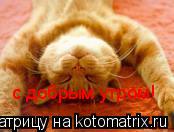 Котоматрица: с добрым утром!