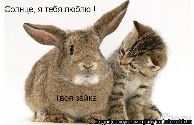 Солнце, я тебя люблю!!! Твоя зайка... Котоматрица: Солнце, я тебя люблю!!! Твоя зайка