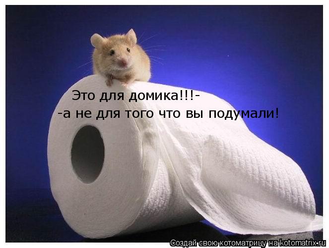 Котоматрица: Это для домика!!!- -а не для того что вы подумали!