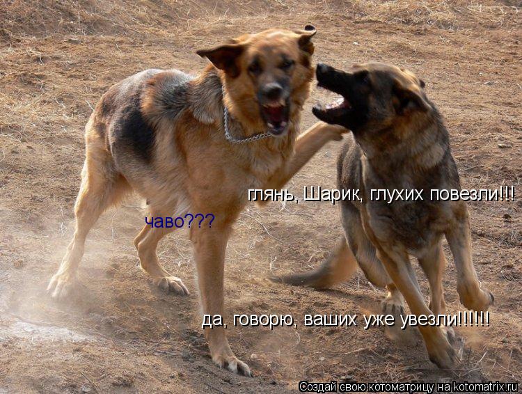 глянь, Шарик, глухих повезли!!! чаво??? да, говорю, ваших уже увезли!!!!!!... Котоматрица: глянь, Шарик, глухих повезли!!! чаво??? да, говорю, ваших уже увезли!!!!!!