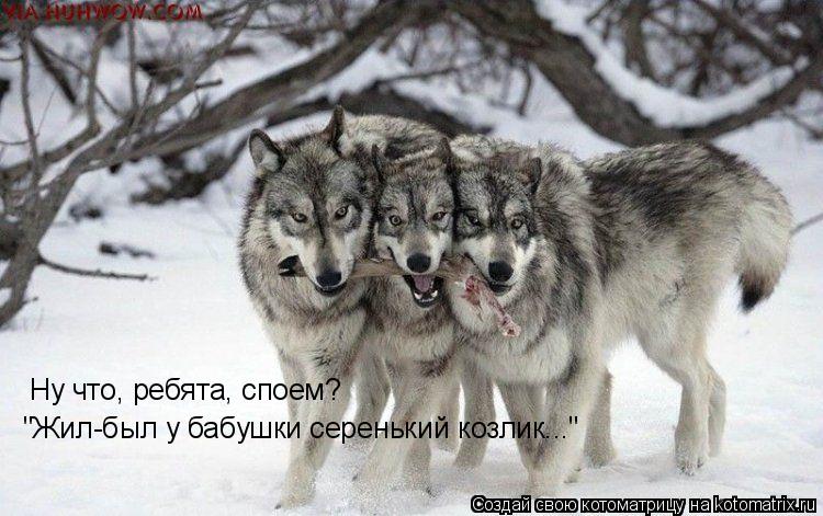 Ну что, ребята, споем? "Жил-был у бабушки серенький козлик..."... Котоматрица: Ну что, ребята, споем? "Жил-был у бабушки серенький козлик..."