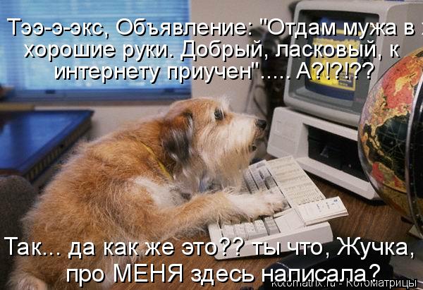 Так... да как же это?? ты что, Жучка, про МЕНЯ здесь написала? про МЕНЯ здесь написала? Тээ-э-экс, Об... Котоматрица: Так... да как же это?? ты что, Жучка, про МЕНЯ здесь написала? про МЕНЯ здесь написала? Тээ-э-экс, Объявление: "Отдам мужа в хорошие руки. Добрый,