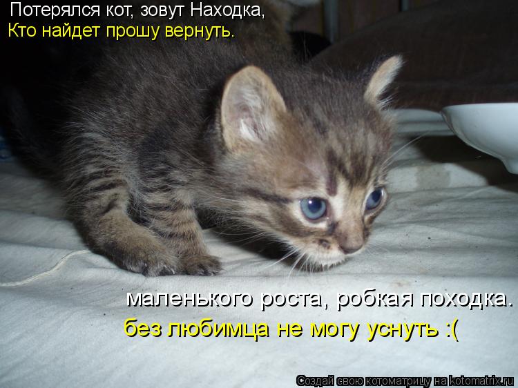 Потерялся кот, зовут Находка, Кто найдет прошу вернуть. маленького роста, робкая походка. без любимца... Котоматрица: Потерялся кот, зовут Находка, Кто найдет прошу вернуть. маленького роста, робкая походка. без любимца не могу уснуть :(