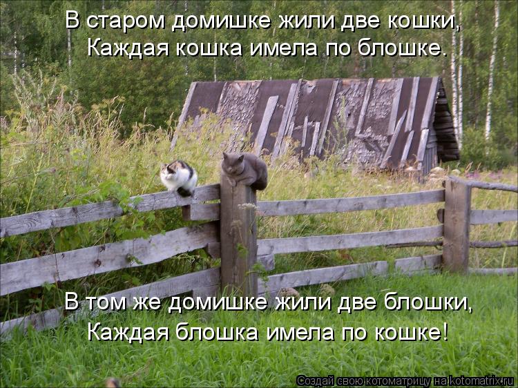 В старом домишке жили две кошки, Каждая кошка имела по блошке. В том же домишке жили две блошки, Кажд... Котоматрица: В старом домишке жили две кошки, Каждая кошка имела по блошке. В том же домишке жили две блошки, Каждая блошка имела по кошке!