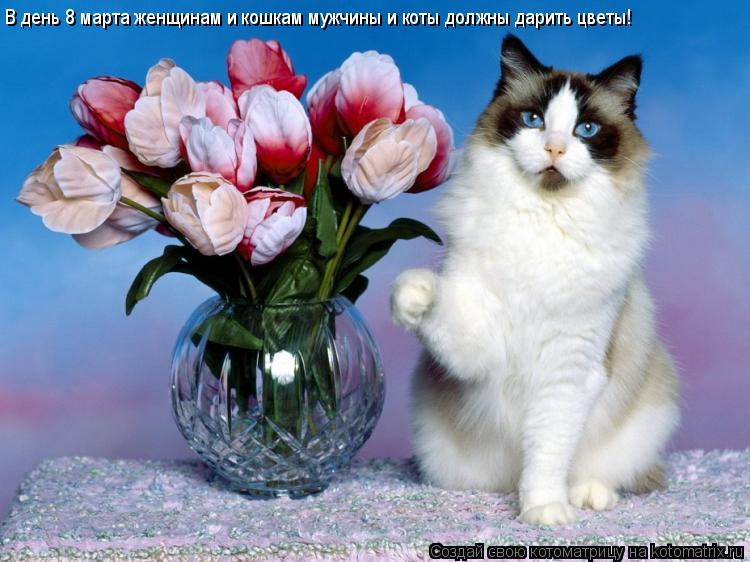 Котоматрица: В день 8 марта женщинам и кошкам мужчины и коты должны дарить цветы!