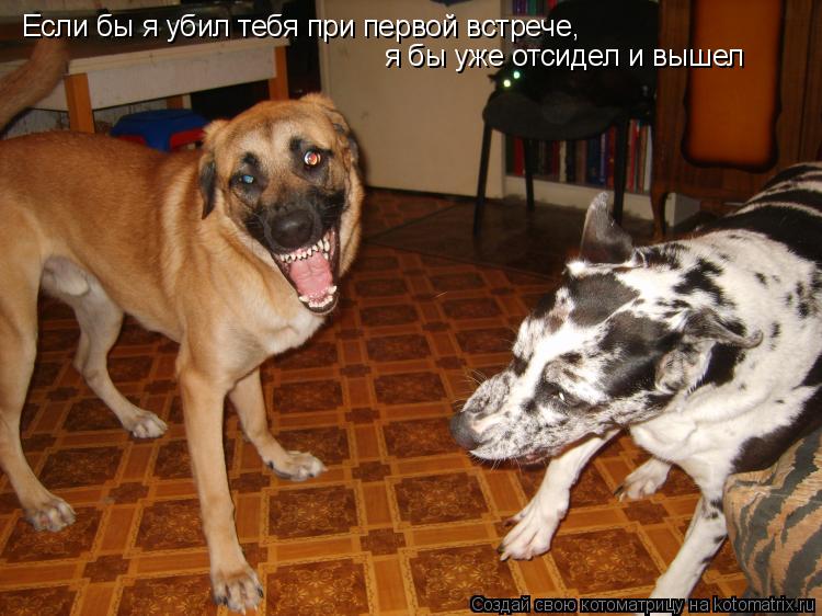 Котоматрица: Если бы я убил тебя при первой встрече, я бы уже отсидел и вышел