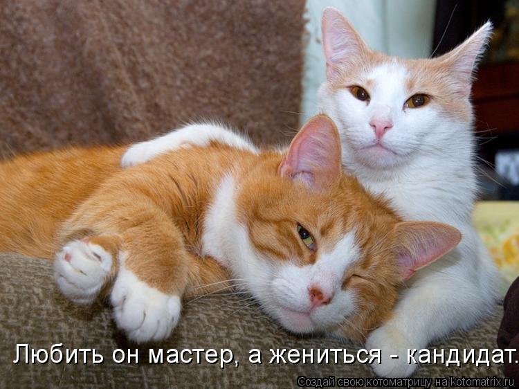 Любить он мастер, а жениться - кандидат.... Котоматрица: Любить он мастер, а жениться - кандидат.