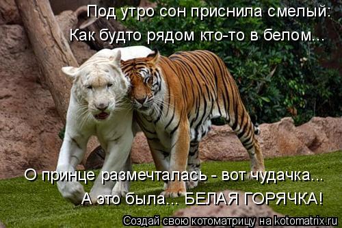 Котоматрица: Под утро сон приснила смелый: О принце размечталась - вот чудачка... А это была... БЕЛАЯ ГОРЯЧКА! Как будто рядом кто-то в белом...