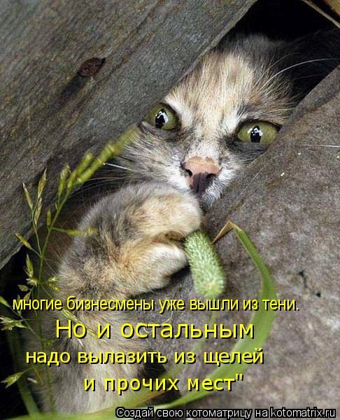 Котоматрица: многие бизнесмены уже вышли из тени.  Но и остальным  надо вылазить из щелей  и прочих мест"
