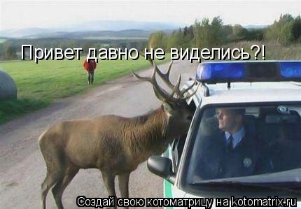 Привет давно не виделись?!... Котоматрица: Привет давно не виделись?!
